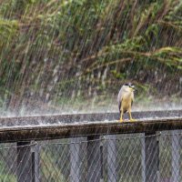 Дождь :: Адик Гольдфарб