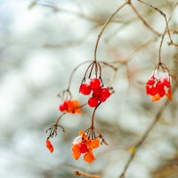 Ягодки :: Александр 