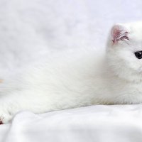 ... :: Светлана Ищенко