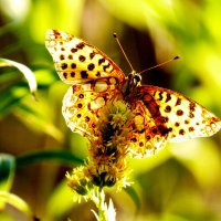 опять про бабочек...281 :: Александр Прокудин