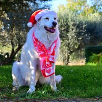 Алита :: Светлана Алита :: Светлана