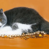 Мартин :: Светлана Ищенко