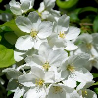 *** :: Виктор Иванович Чернюк *** :: Виктор Иванович Чернюк