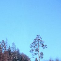 По зимней дороге :: Людмила Смородинская