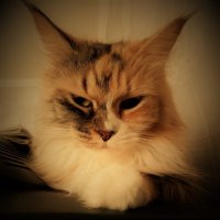 Ушки на макушке :: Nora Nowhere