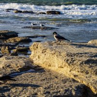 Берег :: Анатолий Чикчирный