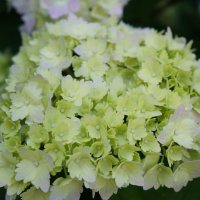 С Рождеством Христовым ! :: Алёна Савина