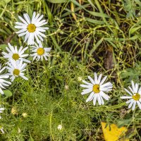 Риддер :: Дмитрий 