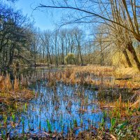 Пруд :: Jakob Dick