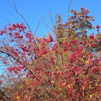 прекрасный октябрь :: Елена Шаламова