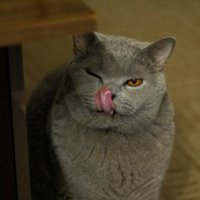 Кот Масик :: Лютый Дровосек