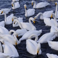 Зимнее столпотворение :: Наталия Григорьева