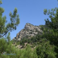 Природа Крыма :: Amazing Cosmea