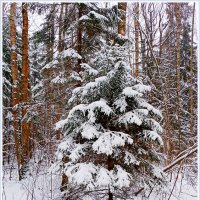 Новогодний лес. :: Лия ☼