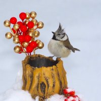 Нарядненько...С Рождеством,малыш! :: Ольга Митрофанова