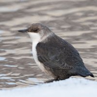 Оляпка :: Станислав С.