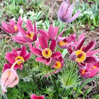 цветы :: Наталья 