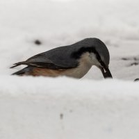 Поползень питается. :: Андрей Андрианов