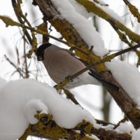 Снегирь. :: Андрей Андрианов Снегирь. :: Андрей Андрианов