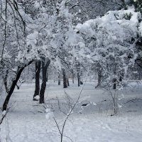 Деревья в снегу утопают :: Римма Волченко