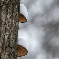 *** :: Андрей Андрианов