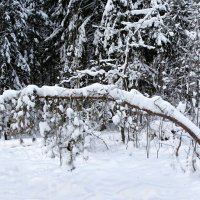Творчество природы. :: Милешкин Владимир Алексеевич Творчество природы. :: Милешкин Владимир Алексеевич