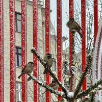 Московские! :: Любовь 