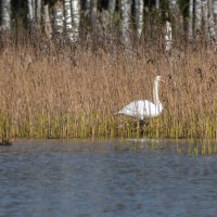 Лебедь :: Владимир Лазарев