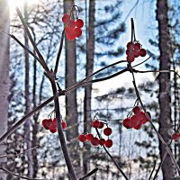 Февраль..Таежная калина! :: Владимир Февраль..Таежная калина! :: Владимир