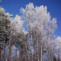 Берёзки после мороза :: Людмила Смородинская