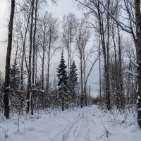 Лыжня :: Сергей Цветков Лыжня :: Сергей Цветков