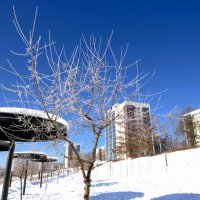 Морозным днем :: Лариса С.