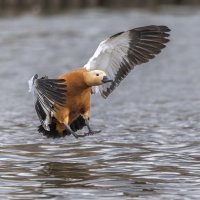 огарь в полете. :: юрий макаров