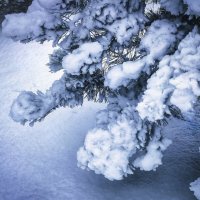 В лесу родилась елочка ........ :: Ravile 