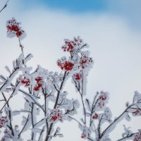 Рябина :: Сергей Зырянов