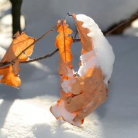 Зарисовки января... :: Андрей Заломленков