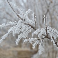 Ветка клёна в инее... :: Надежда Куркина 