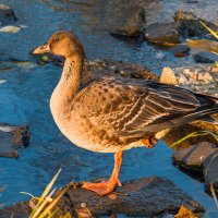 Гусь-гуменник релаксирует в парке Ухты)) Прибился к стае уточек. :: Николай Зиновьев