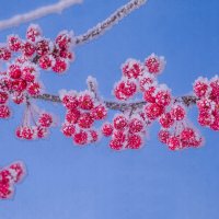 Северные яблочки в морозном инее. Ухта. Коми. :: Николай Зиновьев Северные яблочки в морозном инее. Ухта. Коми. :: Николай Зиновьев