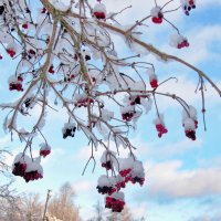 Зимние колокольчики. :: Маргарита ( Марта ) Дрожжина