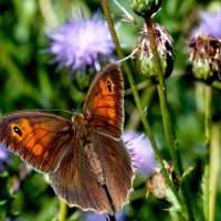 опять про бабочек...288 :: Александр Прокудин