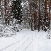 Лес во власти снега. :: Милешкин Владимир Алексеевич 