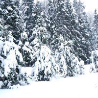 Зима за городом :: Татьяна Тюменка