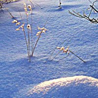 Январь...Зимняя  былина в пушистом снегу! :: Владимир 