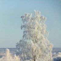 Белая берёза. :: nadyasilyuk Вознюк Белая берёза. :: nadyasilyuk Вознюк