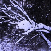 Лесное чудище :: Людмила Смородинская