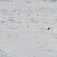 Одна маленькая, но гордая птичка... :: Вадим Басов