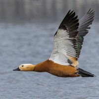 огарь в полете. :: юрий макаров огарь в полете. :: юрий макаров