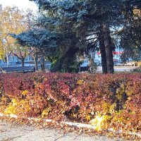 прекрасный октябрь :: Елена Шаламова