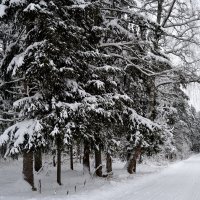 СНЕГ :: Татьяна Касьяненко СНЕГ :: Татьяна Касьяненко